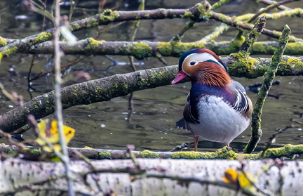 Canard mandarin Aix galericulata - Mandarin Duck