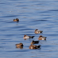 Canard siffleur Mareca penelope - Eurasian Wigeon