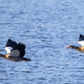 Ouette d'Égypte Alopochen aegyptiaca - Egyptian Goose