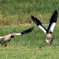 Ouette d'Égypte Alopochen aegyptiaca - Egyptian Goose