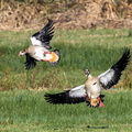 Ouette d'Égypte Alopochen aegyptiaca - Egyptian Goose