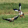 Ouette d'Égypte Alopochen aegyptiaca - Egyptian Goose