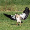 Ouette d'Égypte Alopochen aegyptiaca - Egyptian Goose