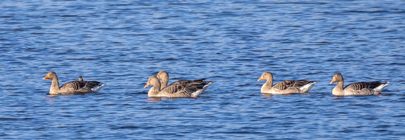 Oie cendrée Anser anser - Greylag Goose