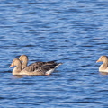 Oie cendrée Anser anser - Greylag Goose