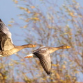 Oie cendrée Anser anser - Greylag Goose