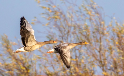 Oie cendrée Anser anser - Greylag Goose