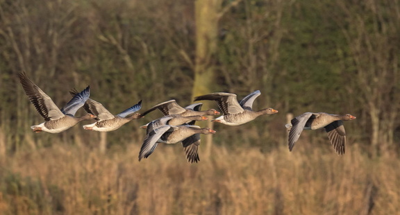 Oie cendrée Anser anser - Greylag Goose