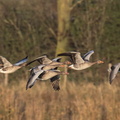 Oie cendrée Anser anser - Greylag Goose