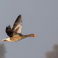 Oie cendrée Anser anser - Greylag Goose