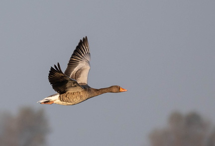 Oie cendrée Anser anser - Greylag Goose