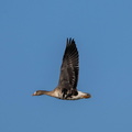 Oie rieuse Anser albifrons - Greater White-fronted Goose