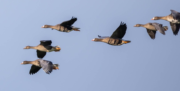 Oie rieuse Anser albifrons - Greater White-fronted Goose