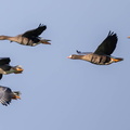 Oie rieuse Anser albifrons - Greater White-fronted Goose