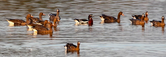 Bernache à cou roux Branta ruficollis - Red-breasted Goose et Oie rieuse Anser albifrons - Greater White-fronted Goose