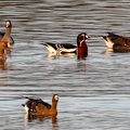 Bernache à cou roux Branta ruficollis - Red-breasted Goose et Oie rieuse Anser albifrons - Greater White-fronted Goose