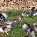 Oie à bec court Anser brachyrhynchus - Pink-footed Goose