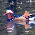 Canard mandarin Aix galericulata - Mandarin Duck