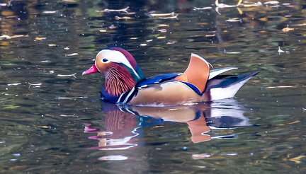 Canard mandarin Aix galericulata - Mandarin Duck