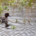 Sarcelle d'hiver Anas crecca - Eurasian Teal