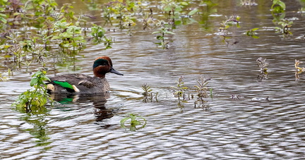 Sarcelle d'hiver Anas crecca - Eurasian Teal