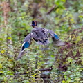 Sarcelle d'hiver Anas crecca - Eurasian Teal