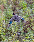 Sarcelle d'hiver Anas crecca - Eurasian Teal
