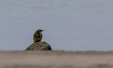 Pipit maritime Anthus petrosus - European Rock Pipit