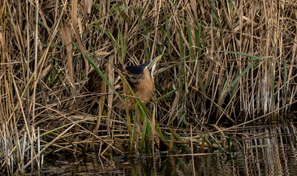Butor étoilé Botaurus stellaris - Eurasian Bittern
