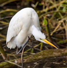Grande Aigrette Ardea alba - Great Egret