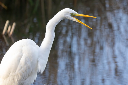 Grande Aigrette Ardea alba - Great Egret
