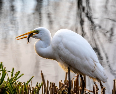 Grande Aigrette Ardea alba - Great Egret