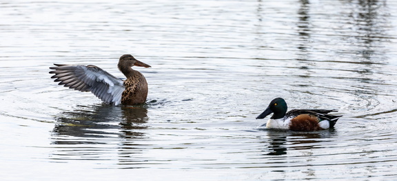 Canard souchet Spatula clypeata - Northern Shoveler