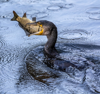 Grand Cormoran Phalacrocorax carbo - Great Cormorant