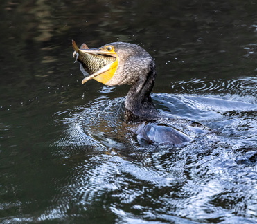 Grand Cormoran Phalacrocorax carbo - Great Cormorant