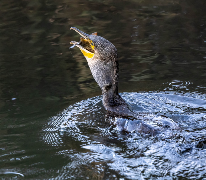 Grand Cormoran Phalacrocorax carbo - Great Cormorant