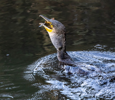 Grand Cormoran Phalacrocorax carbo - Great Cormorant