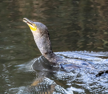Grand Cormoran Phalacrocorax carbo - Great Cormorant