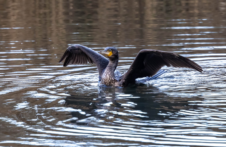 Grand Cormoran Phalacrocorax carbo - Great Cormorant