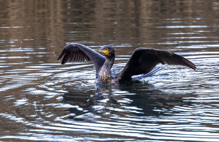 Grand Cormoran Phalacrocorax carbo - Great Cormorant