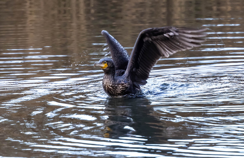 Grand Cormoran Phalacrocorax carbo - Great Cormorant