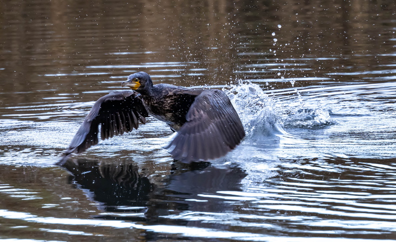 Grand Cormoran Phalacrocorax carbo - Great Cormorant