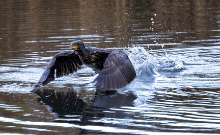 Grand Cormoran Phalacrocorax carbo - Great Cormorant