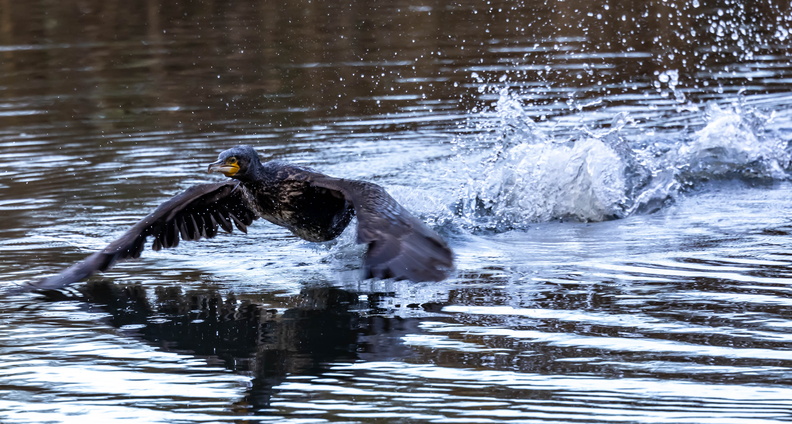 Grand Cormoran Phalacrocorax carbo - Great Cormorant