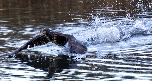 Grand Cormoran Phalacrocorax carbo - Great Cormorant
