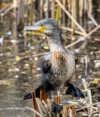 Grand Cormoran Phalacrocorax carbo - Great Cormorant