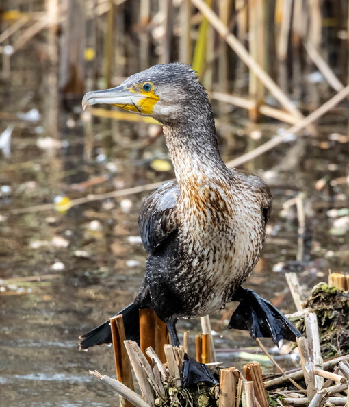 Grand Cormoran Phalacrocorax carbo - Great Cormorant