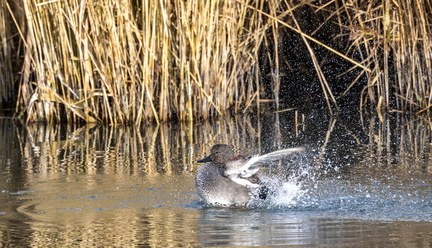 Canard chipeau Mareca strepera - Gadwall