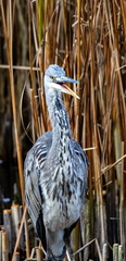 Héron cendré Ardea cinerea - Grey Heron