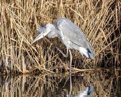 Héron cendré Ardea cinerea - Grey Heron